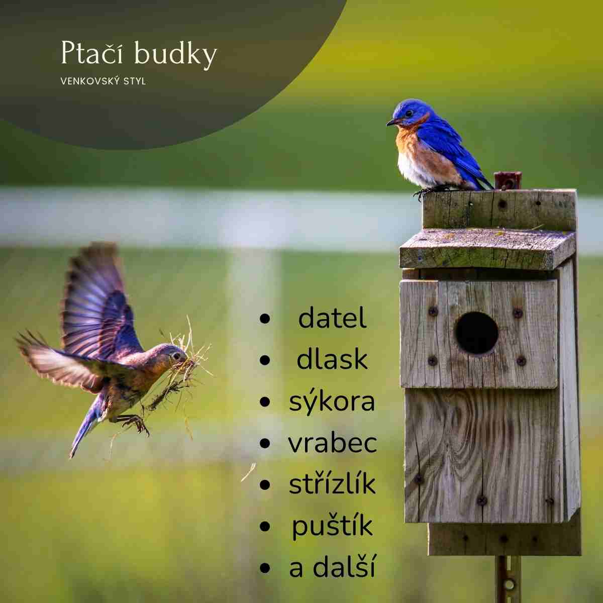ptačí budky