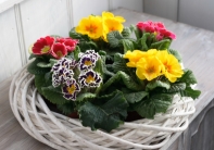 Biely ratanový veniec 35 cm