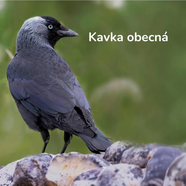 Búdka pre kavku 32 x 32 x 45 cm