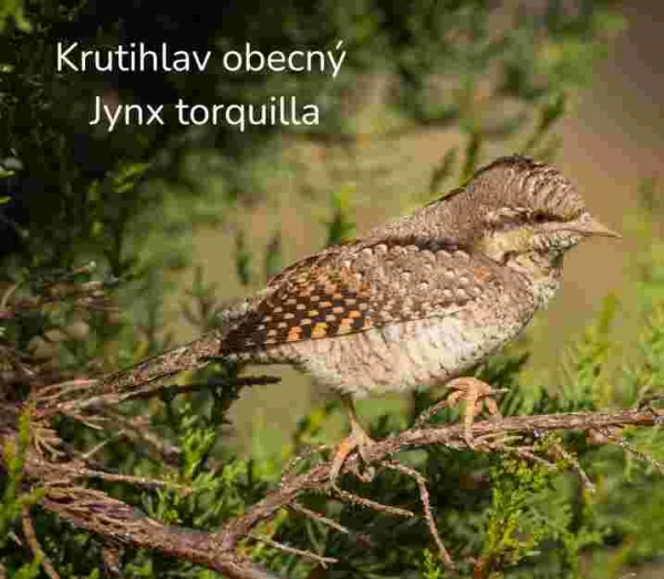 Búdka pre krutihlava 34 mm – hniezdna búdka