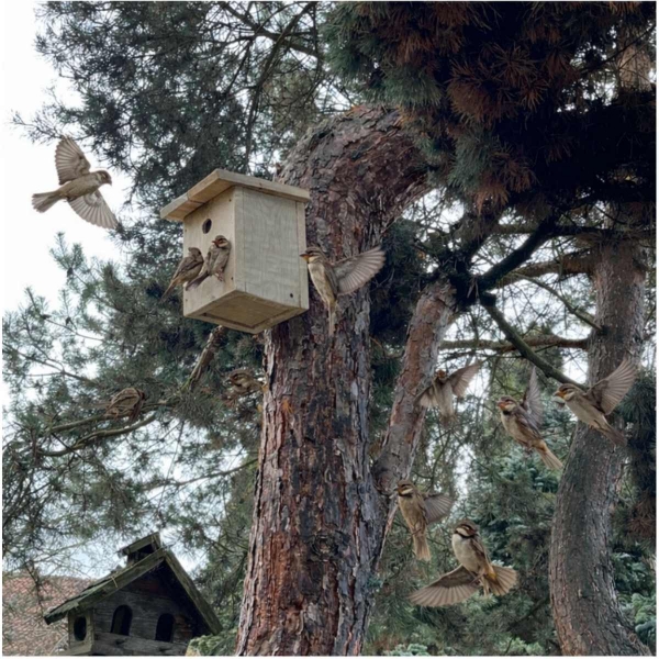 Búdka pre vrabce 34 mm z prírodného dreva - bez náteru