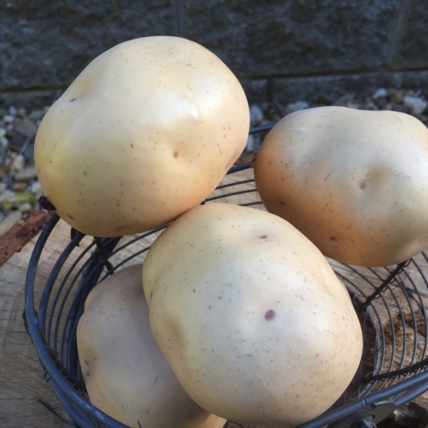 Dekorácia zemiaka 8x6,5x6cm