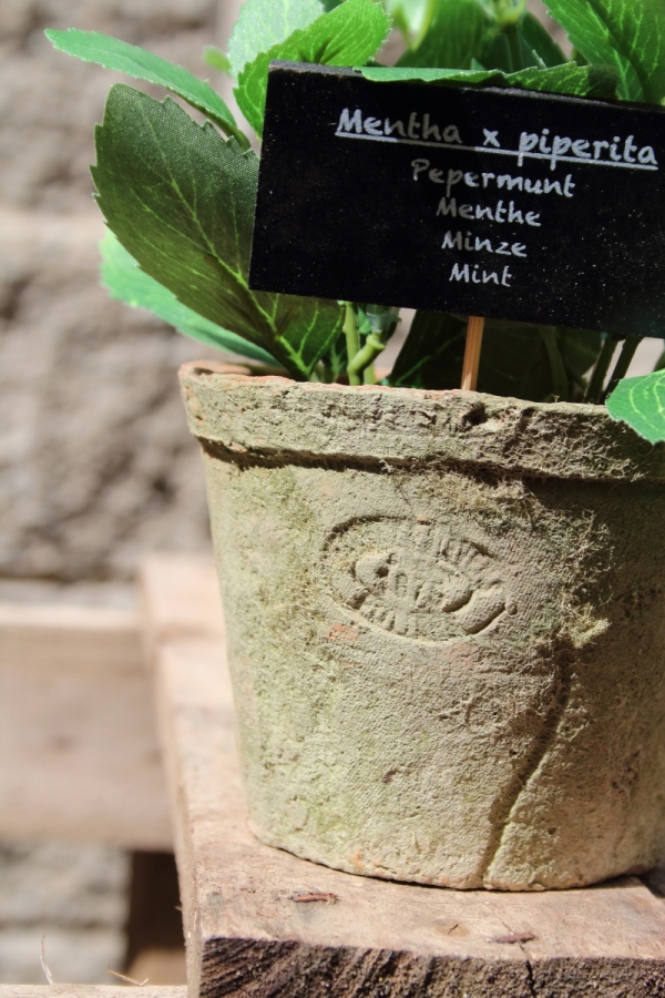 Dekorácie levandule v kvetináči