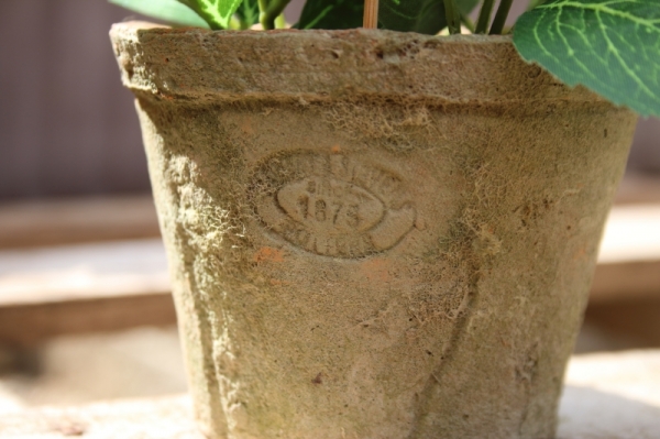 Dekorácie levandule v kvetináči