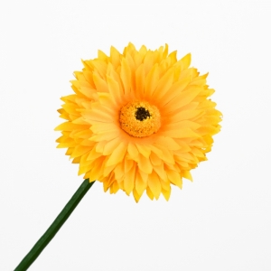 Gerbera plná žltá svazek 18 kusů - doprodej