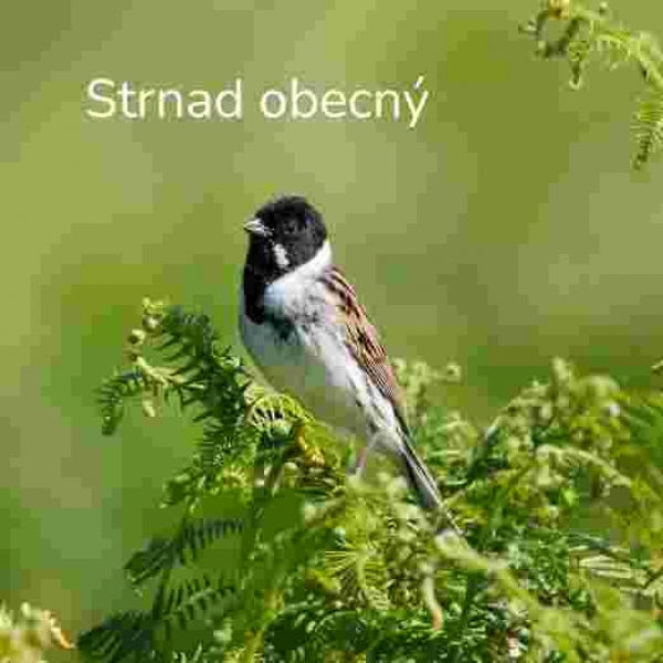 Hniezdny kryt pre strnada obyčajného