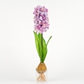 Hyacint ružový 35cm