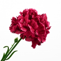 Karafiát červený 46cm