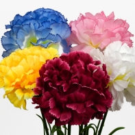 Karafiát ružový 46cm