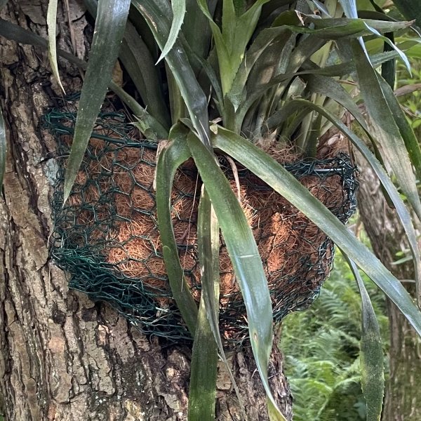 Kokosové vlákno do kvetináča polkruhové 52 x 40,5 cm