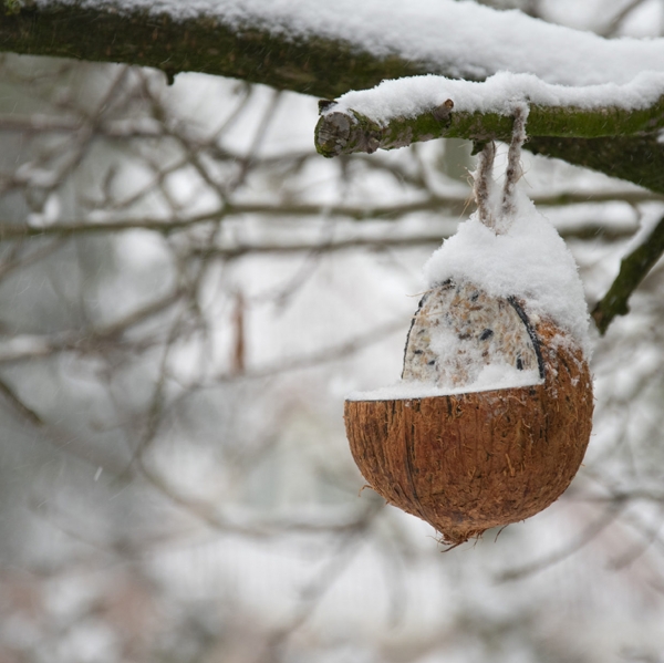 Kŕmenie pre vtáky v kokose závesné