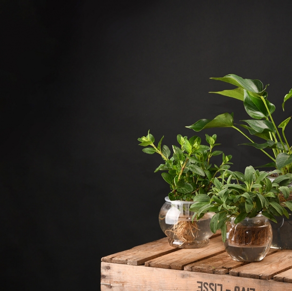 Kvetináč so sitkom na zakorenenie rastlín pr.11,5 x v 11cm