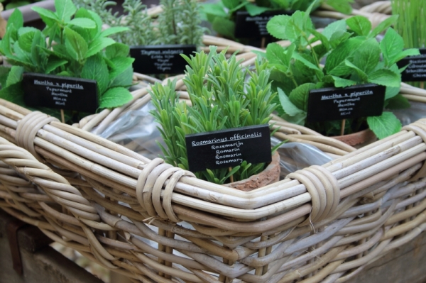 Kvetinová dekorácia tymián v kvetináči