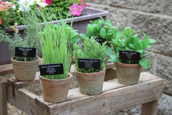 Kvetinová dekorácia tymián v kvetináči