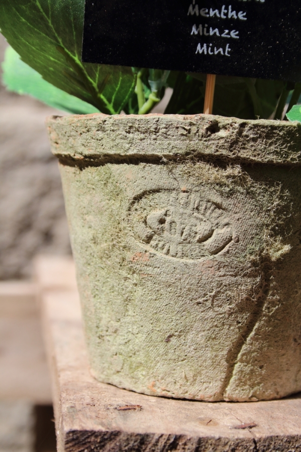 Kvetinová dekorácia tymián v kvetináči