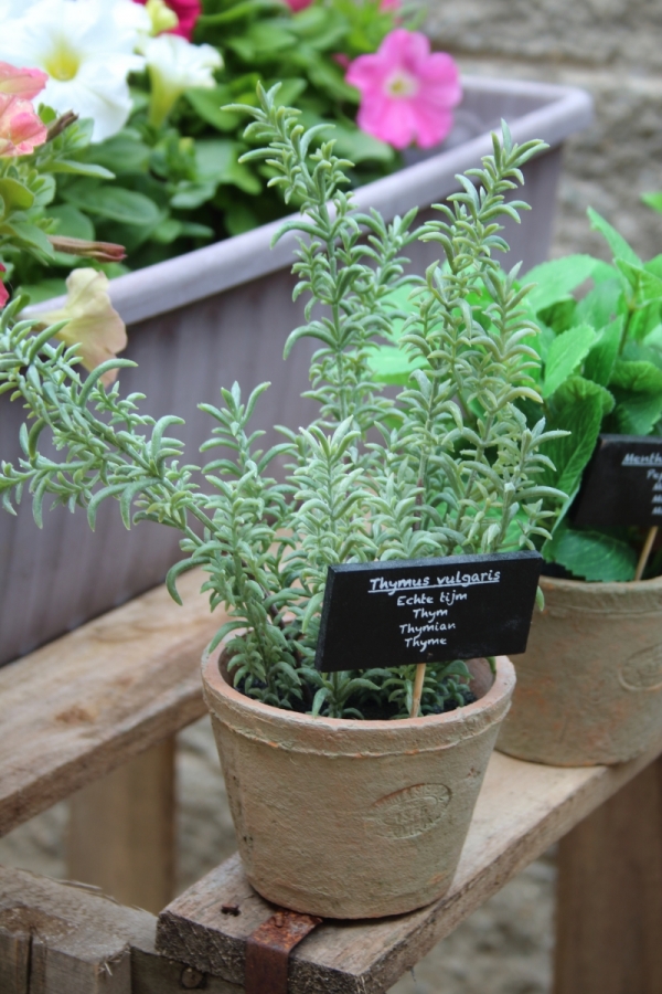 Kvetinová dekorácia tymián v kvetináči