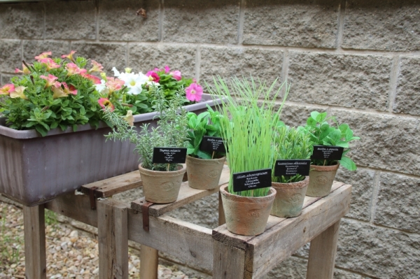 Kvetinová dekorácia tymián v kvetináči