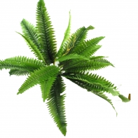 Kvetiny - papradie priemer 40cm, výška 45cm