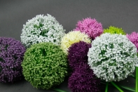 Okrasný cesnak veľký fialový