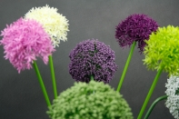 Okrasný cesnak veľký fialový