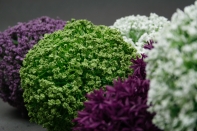 Okrasný cesnak veľký zelený-vyřazeno, oddělená hlavice od stonku