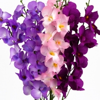 Orchidea ružová 54cm