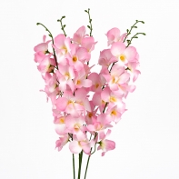 Orchidea ružová 54cm
