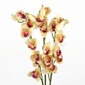 Orchidea cymbidium výška 100cm