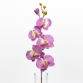 Phalaenopsis purpurová 72cm