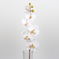 Phalaenopsis biela 72cm