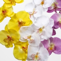 Phalaenopsis biela 72cm