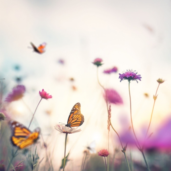 Pítko pre motýle 16,7x22,7x22,7cm