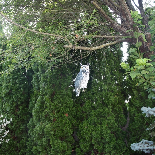 Plašič vtákov sova