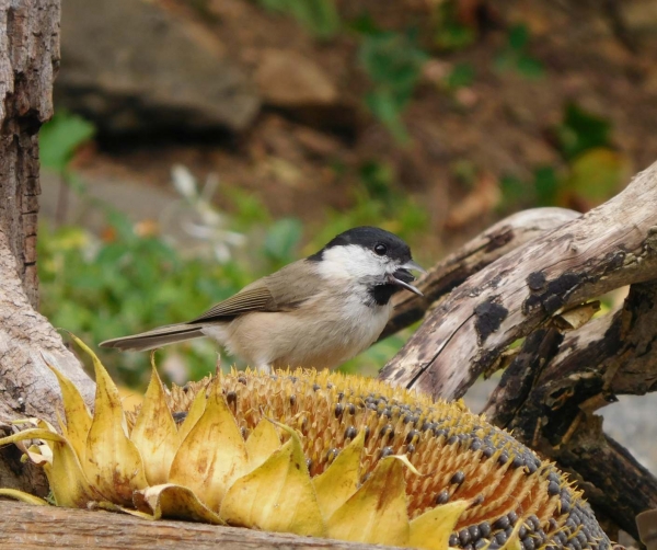 Vtáčia búdka pre Sýkorka belasá