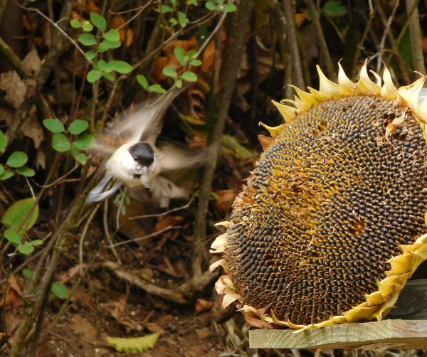 Vtáčia búdka pre Sýkorka belasá
