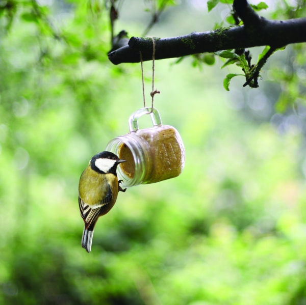 Vtáčia kŕmenie arašidové maslo zelená
