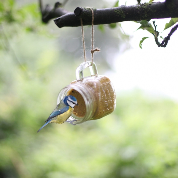 Vtáčia kŕmenie arašidové maslo zelená