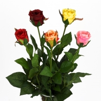 Ruža červená natur