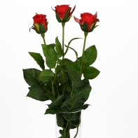 Ruža červená natur