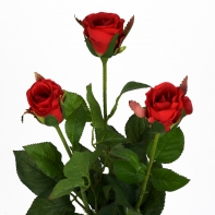 Ruža červená natur