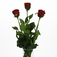 Ruža červená natur 