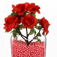 Šípová rozvitá červená ruža