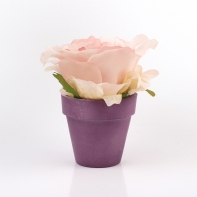 Ruže v kvetináči 10x11cm