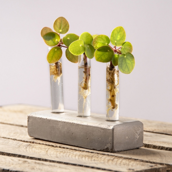 Sklenené skúmavky na kvety v betónovom podstavci