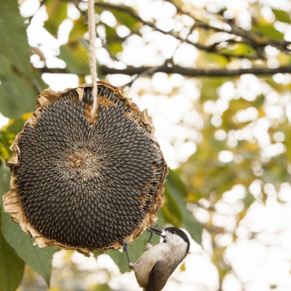 Slnečnica pre vtáky sušená, kŕmenie pre vtáčiky