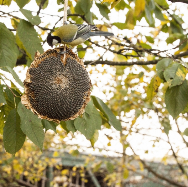 Slnečnica pre vtáky sušená, kŕmenie pre vtáčiky