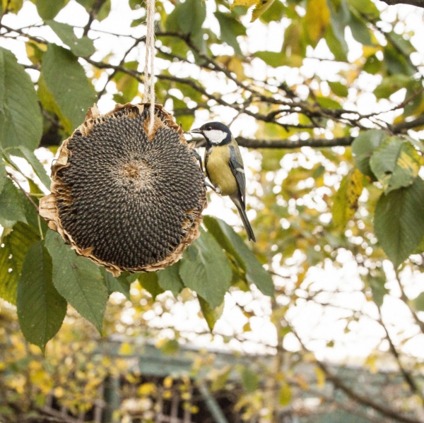 Slnečnica pre vtáky sušená, kŕmenie pre vtáčiky