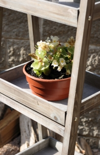 Stojan na kvety drevené police 169 cm