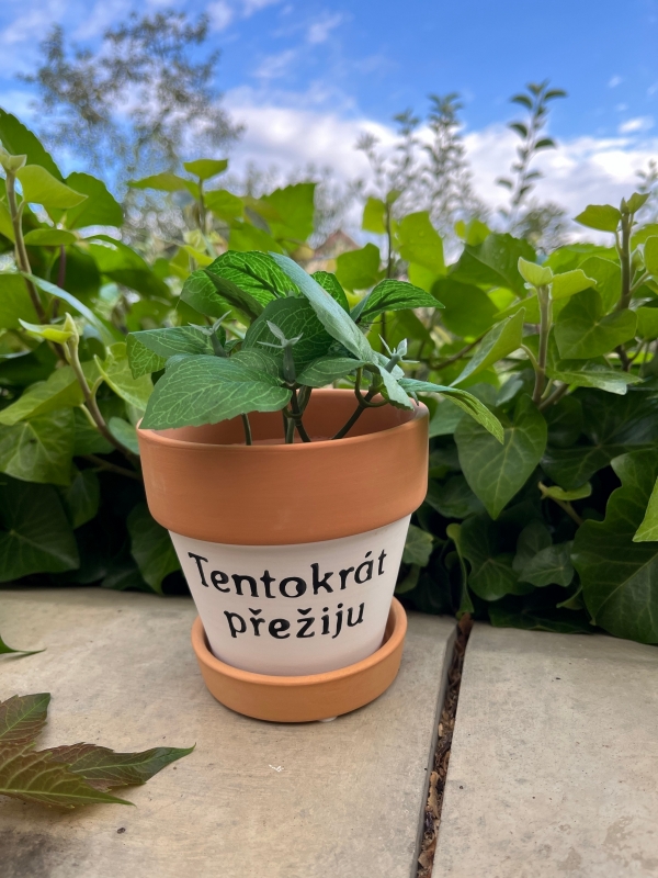 Terakotový kvetináč s podmiskou 10,5x10,5 cm