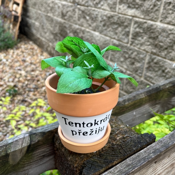 Terakotový kvetináč s podmiskou 10,5x10,5 cm